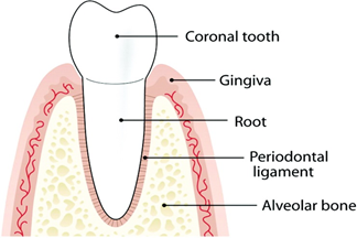 comprehensive-gum-care-image